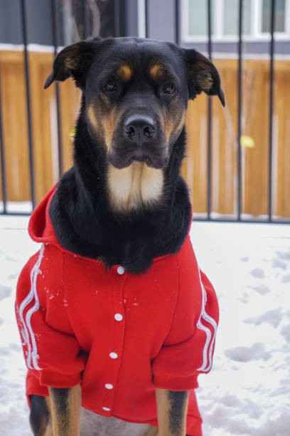 Dog Winter Coats