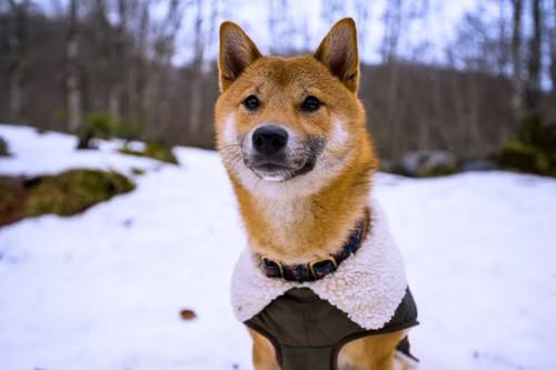 Cool Weather Canine Reflective Dog Coat