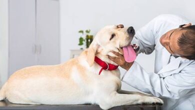 Dog Breeds