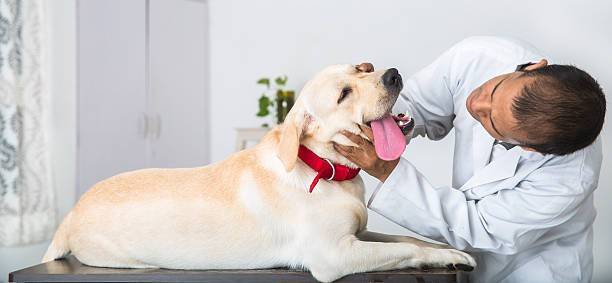 Dog Breeds