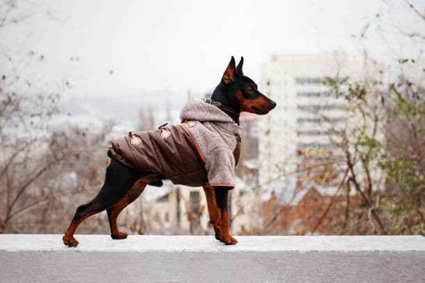Dog Winter Coats