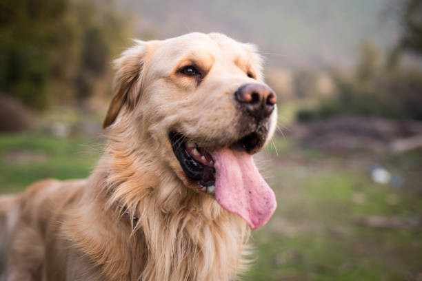 Dog Breeds 