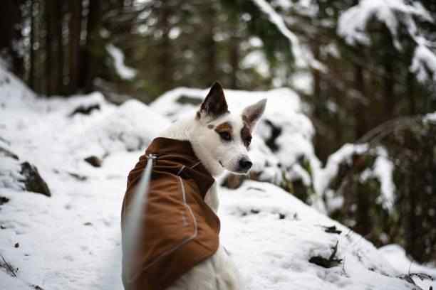 Dog Winter Coats