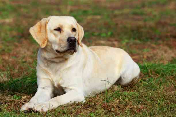Dog Breeds 