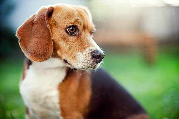Dog Breeds 