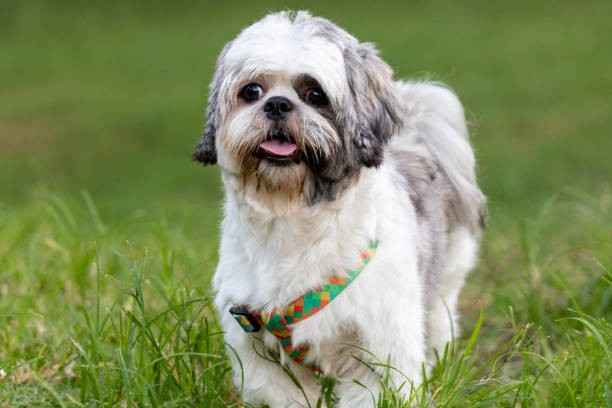 The Shih Tzus