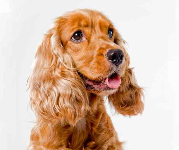 The cocker spaniel
