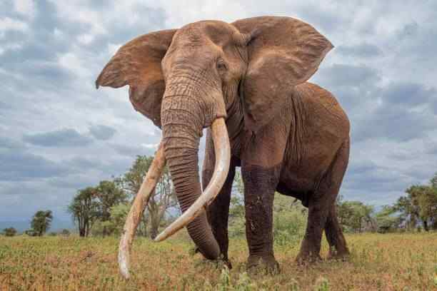 African Elephant 