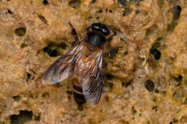 (Apis dorsata) Rock Bee