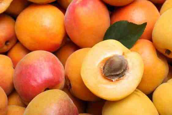 Apricot