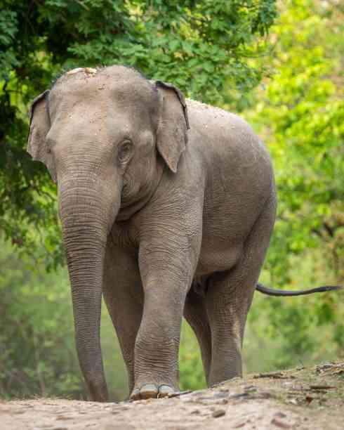 Asian Elephant