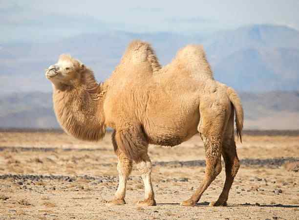 Bactrian Camel 