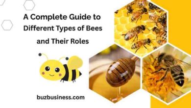 Bees