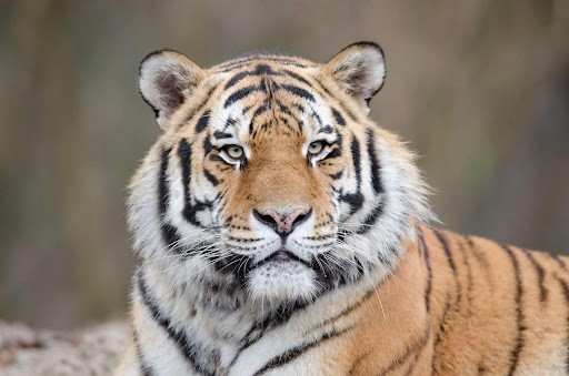 Bengal Tigers