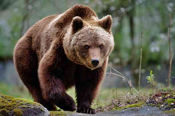 Brown Bear 