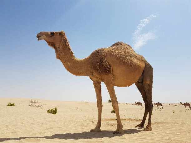 Dromedary Camel  