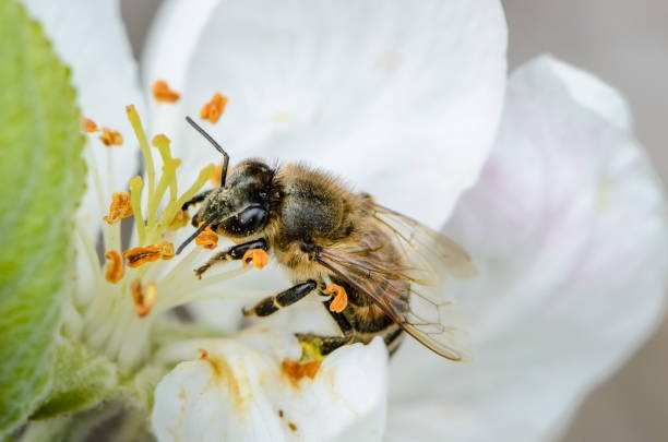 Forest Bees