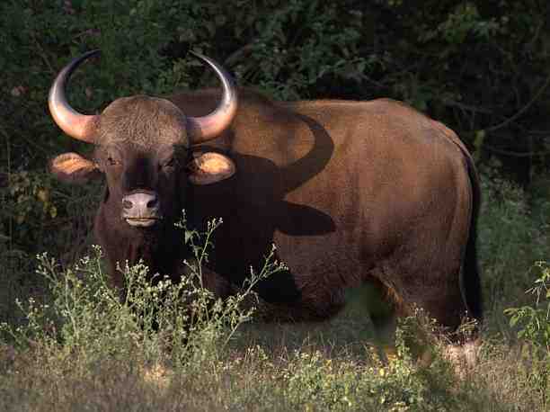 Gaur