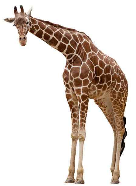 Giraffe    