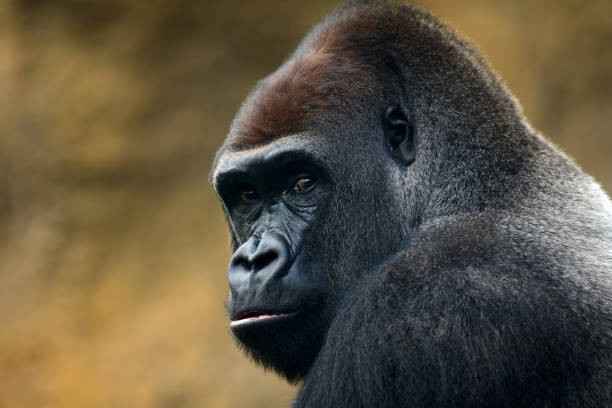 Gorilla 