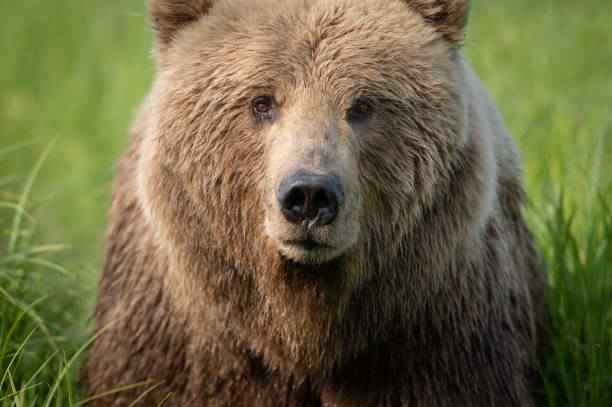 Grizzly Bear 