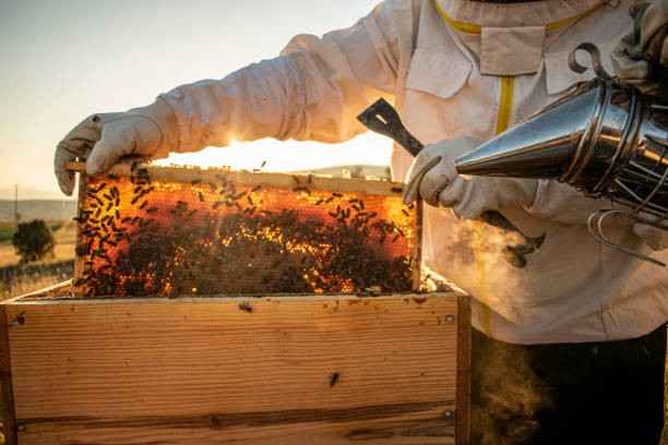 Agricultural Bees