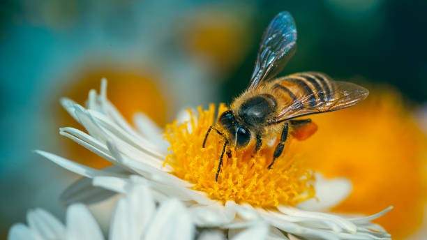 Indian Honey Bee