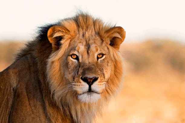 Lion 
