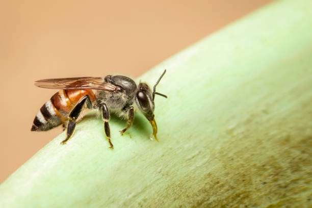 Little Bee (Apis florea)