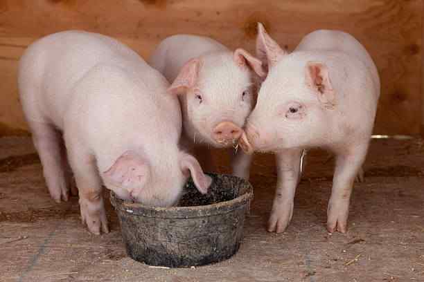 Maximizing Litter Size and Piglet Health