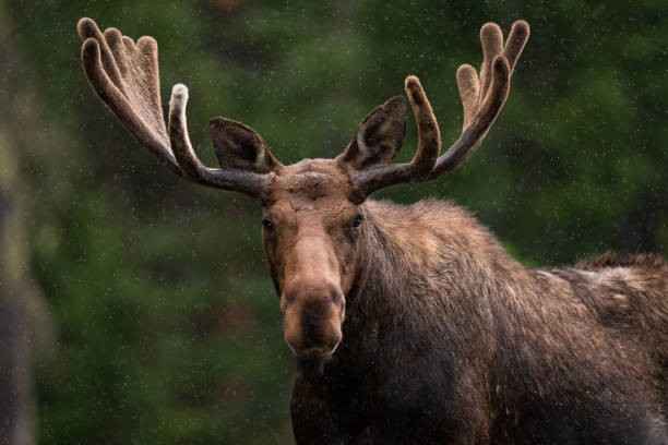 Moose  