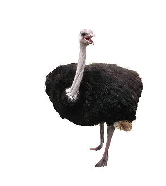 Ostrich 