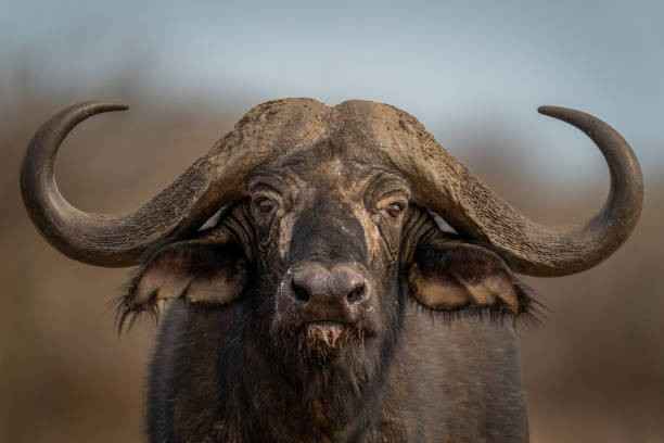 Ox 