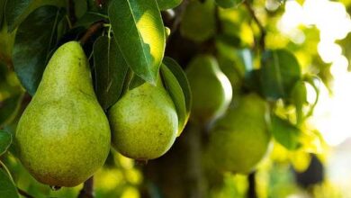 Pears