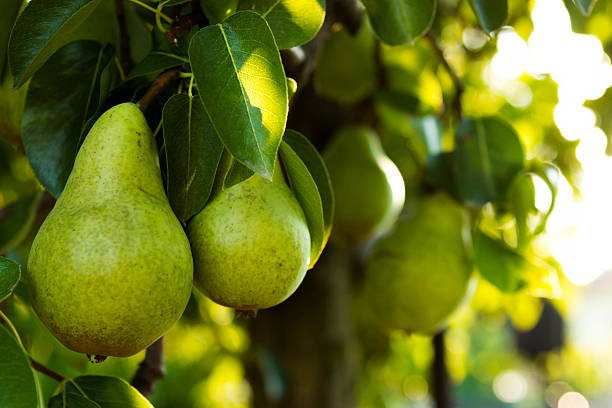 Pears