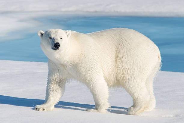 Polar Bear 
