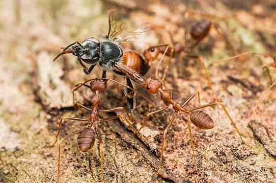 Stingless Bees (Tetragonula species)