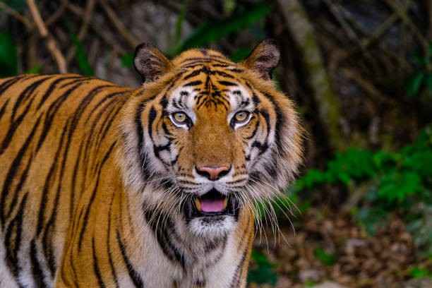Tiger 