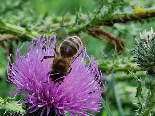 Urban Bees