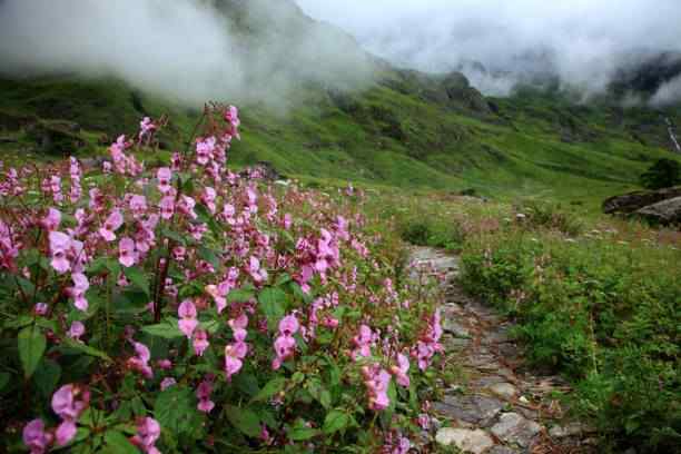 Valley of Flowers, Uttarakhand