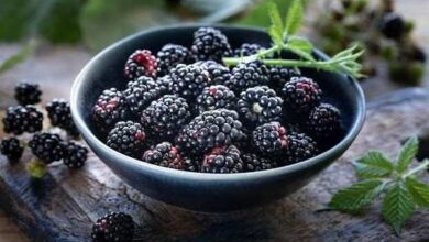 black berry fruit