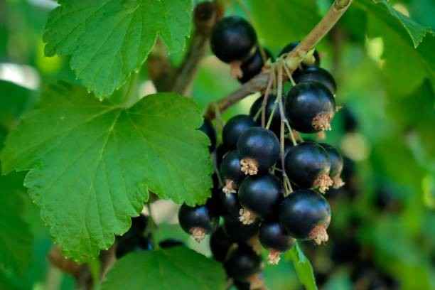 blackcurrant