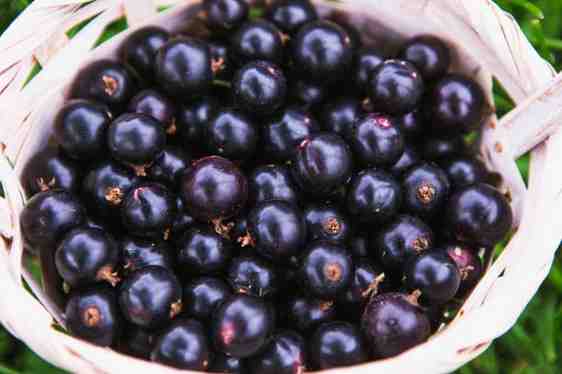 blackcurrant