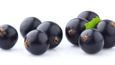 blackcurrant