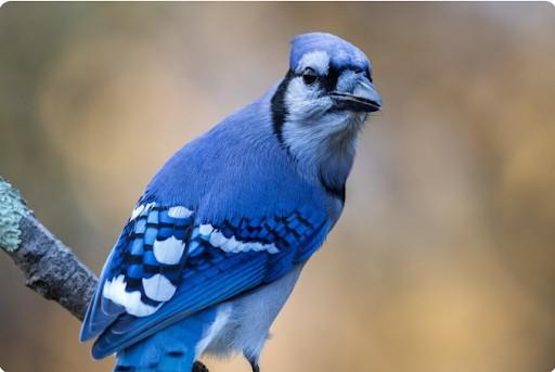 blue birds