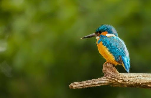 blue birds