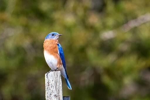blue birds
