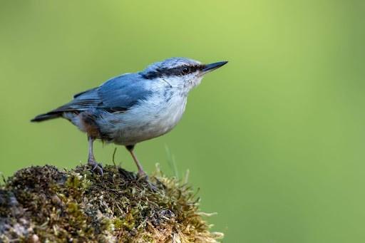 blue birds