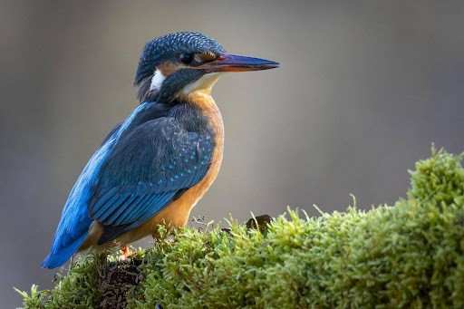 blue birds