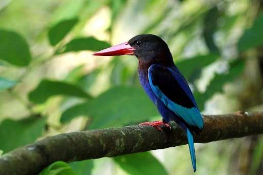 blue birds